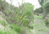 Finca rústica en venta en la España, Castelló de Rugat, ref: TR309593 foto