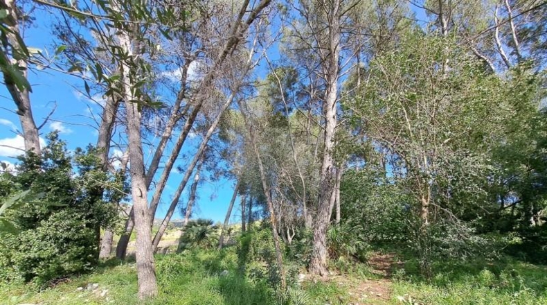 Valencia - Alzira - 8381m2