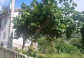 Casa de campo con terreno en venta en la España, Pravia, ref: TR414323 foto