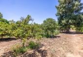 Detached villa with land for sale on España, Aznalcázar, ref: TR362115 photo