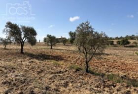 Almonte 15907&nbsp;m²
