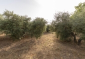 Finca rústica en venta en la España, Alfacar, ref: TR364573 foto