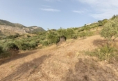 Finca rústica en venta en la España, Alfacar, ref: TR364573 foto