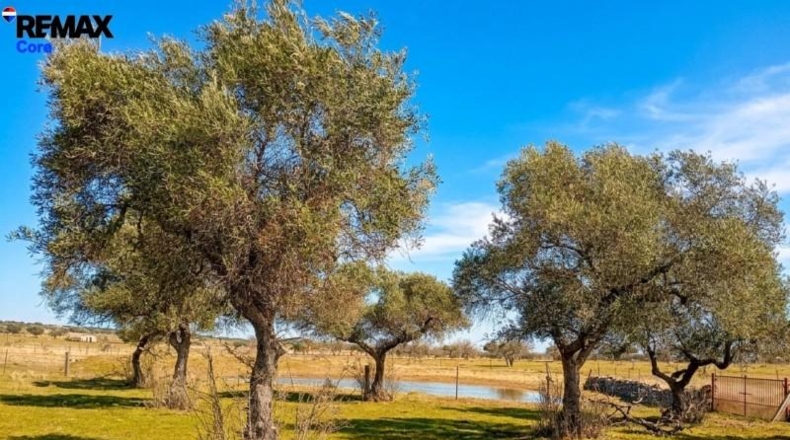 Cáceres - Montánchez - 13000m2