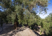 Terreno no urbanizable en venta en la España, Talará, ref: TR362719 foto