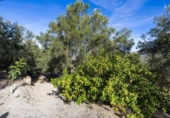 Terreno no urbanizable en venta en la España, Talará, ref: TR362719 foto