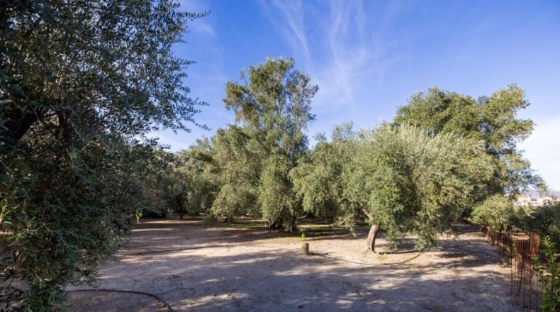 Granada - Талара́ - 15000m2