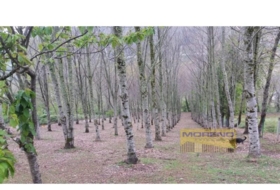 Becerreá 4518&nbsp;m²