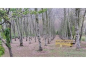 Finca rústica en venta en la España, Becerreá, ref: TR414375 foto