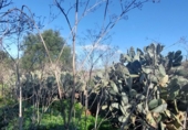 Casa de campo con terreno en venta en la España, Cala Santanyí, ref: TR414408 foto