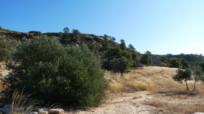 Zaragoza - Caspe - 56200m2