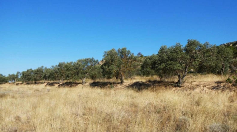 Zaragoza - Caspe - 56200m2