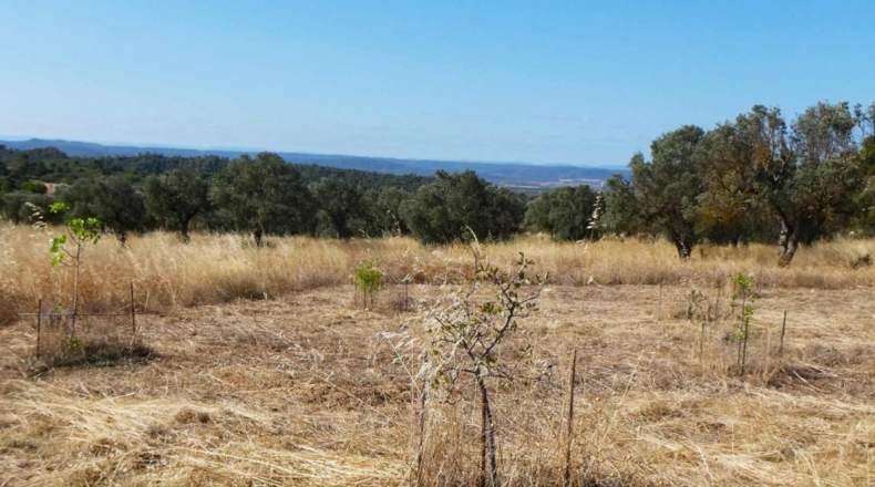 Zaragoza - Caspe - 56200m2