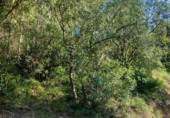 Terreno no urbanizable en venta en la España, Tivenys, ref: TR414450 foto