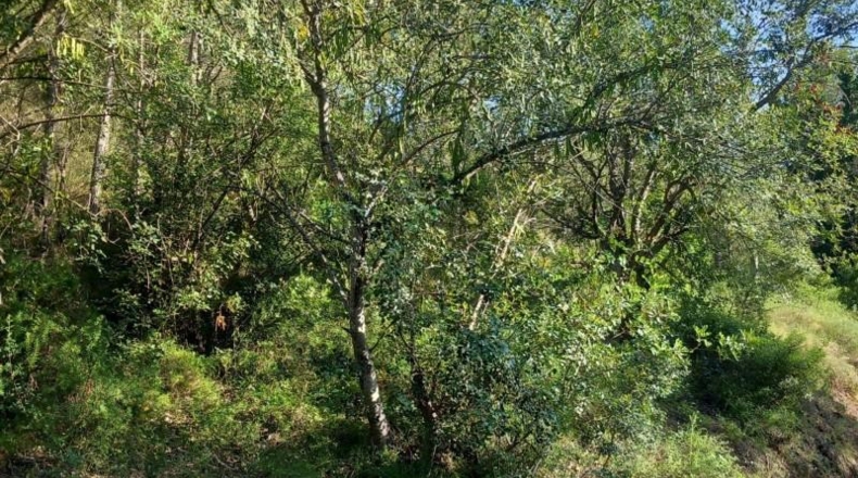 Tarragona - Tivenys - 510m2