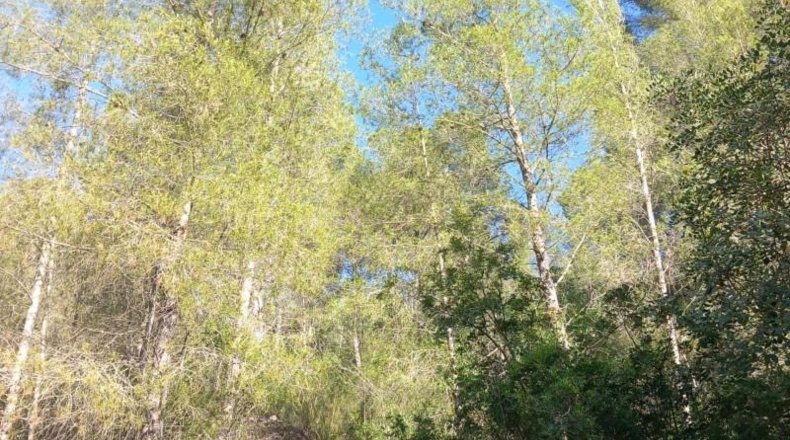 Tarragona - Tivenys - 510m2