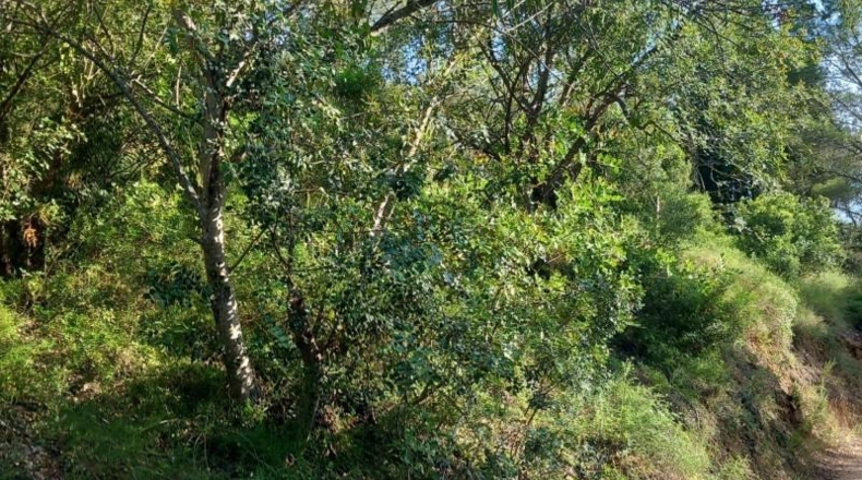 Tarragona - Tivenys - 510m2