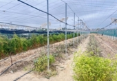 Terreno no urbanizable en venta en la España, Sanlúcar de Barrameda, ref: TR261889 foto