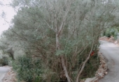 Suelo urbano en venta en la España, Cala Santanyí, ref: TR414597 foto