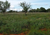Terreno no urbanizable en venta en la España, Cala Santanyí, ref: TR414661 foto