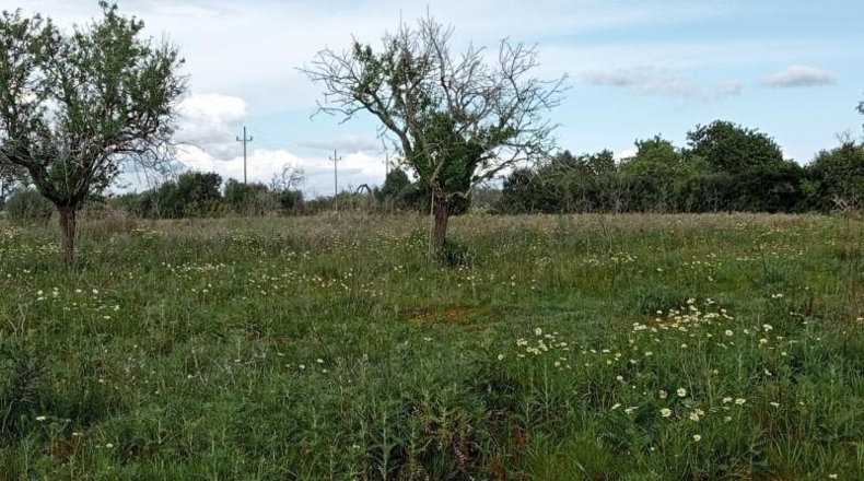 Балеарские острова - Cala Santanyí - 19990m2