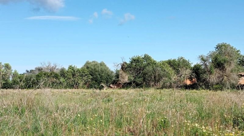 Балеарские острова - Cala Santanyí - 19990m2