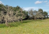 Terreno no urbanizable en venta en la España, Cala Santanyí, ref: TR414661 foto