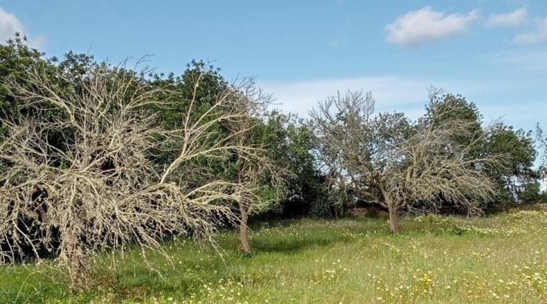 Балеарские острова - Cala Santanyí - 19990m2