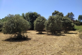 Cubillos del Sil 1353&nbsp;m²