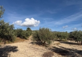 Non-developable land for sale on España, Arenas del Rey, ref: TR414738 photo