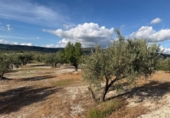Non-developable land for sale on España, Arenas del Rey, ref: TR414738 photo