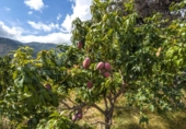 Chalet independiente con terreno en venta en la España, Vélez de Benaudalla, ref: TR414762 foto