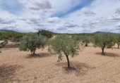 Chalet independiente con terreno en venta en la España, Casinos, ref: TR414779 foto