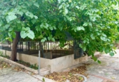 Casa de campo con terreno en venta en la España, Tortosa, ref: TR315110 foto
