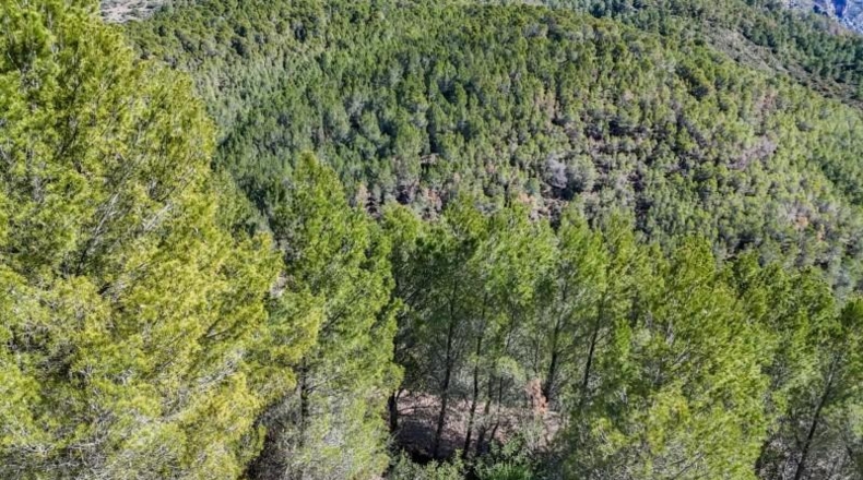 Alicante - Callosa d'en Sarrià - 938m2