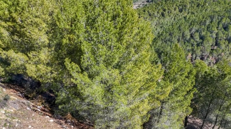 Alicante - Callosa d'en Sarrià - 938m2