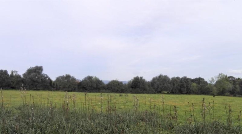 Islas Baleares - Campos - 19000m2