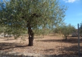 Parcela urbanizable en venta en la España, Ontinyent, ref: TR114569 foto