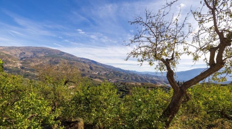 Granada - Pinos del Valle - 9018m2