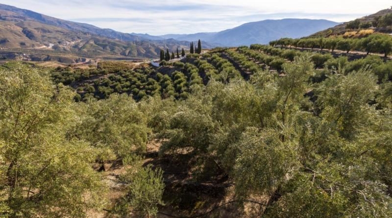 Granada - Pinos del Valle - 9018m2
