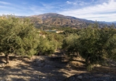 Terreno no urbanizable en venta en la España, Pinos del Valle, ref: TR414908 foto