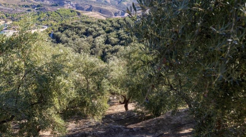 Granada - Pinos del Valle - 9018m2