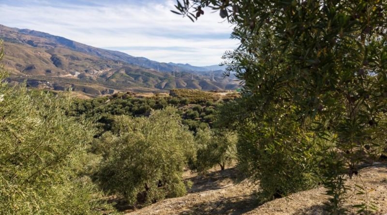 Granada - Pinos del Valle - 9018m2