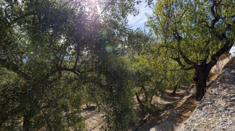 Granada - Pinos del Valle - 9018m2