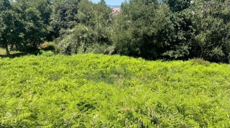 Pontevedra - Vigo - 1227m2