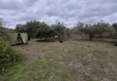 Detached villa with land for sale on España, Arcos de la Frontera, ref: TR361048 photo