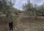 Detached villa with land for sale on España, Arcos de la Frontera, ref: TR361048 photo