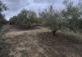 Detached villa with land for sale on España, Arcos de la Frontera, ref: TR361048 photo