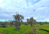 Terreno no urbanizable en venta en la España, Campos, ref: TR391528 foto