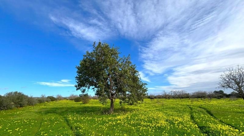 Balearic Islands - Campos - 14200m2